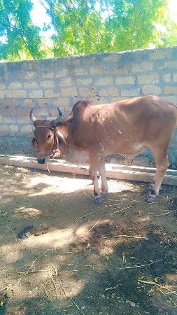 બળદ વેચવાનો છે
