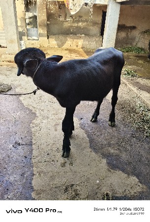 પાડો વેસવાનો છે