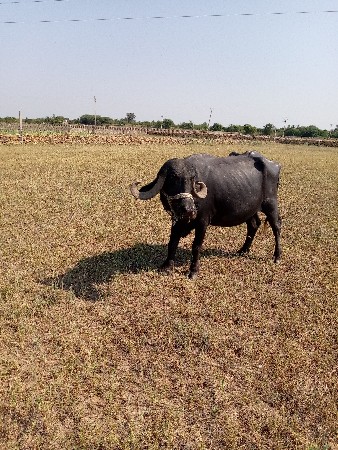 ભેંસ વેચવાની છે