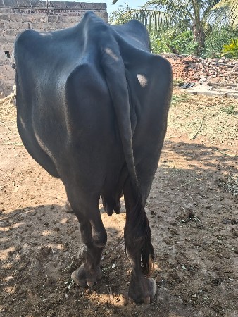 ભેંસ વેચવાની છે
