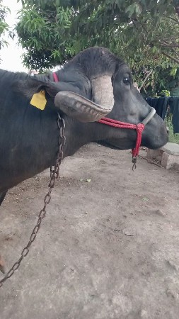 ભેસ