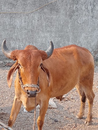 આવો ગોધલો લેવાનો છે