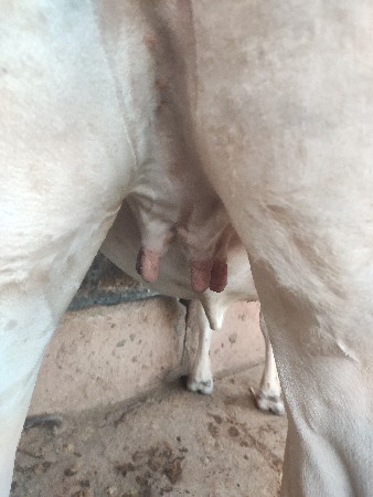 આ હોડકી વેચવાની છે