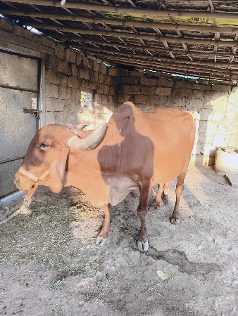 ગાય વેચવાની છે