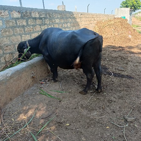 ભેંસ વેચવાની છે 3જુ વેતર