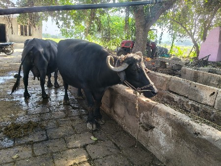 ભેંસ વેચવાની છે