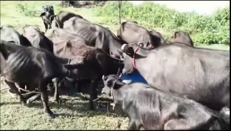 14 બન્ની નશલ પાડી