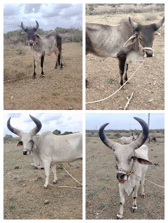 બે ઘોડલા ને બે બળદ વેચવાના છે