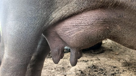 ભેંસ વેસ વની સે