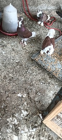 કબુતર નો જોટો વેચવાનું છે
