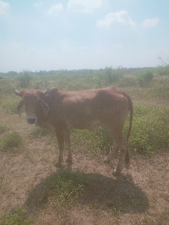 હોળકી વેચવાની છે