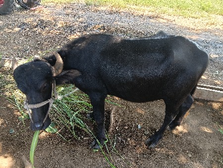 ભેંશ વેચવાની છે.