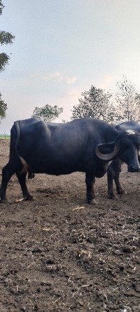 ભેંસ વેસવાનિ છે