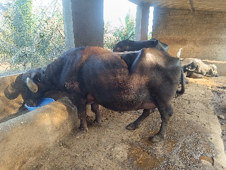 ભેંસ વેચવાની છે.