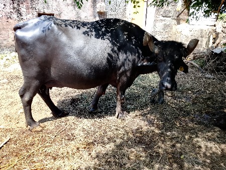 ભેંસ વેચવાની છે