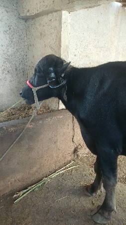 ભેંસ વેચવાની છે
