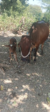 ગાયવેચવાની છે ફોન નં7284902491