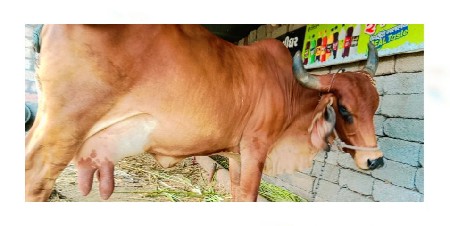 ગાય વેસવાની સે
