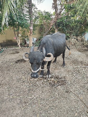 ભેંસ વેચવાની છે પેલું વેતર
