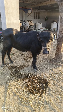 ખળેલી વેચવાની છે