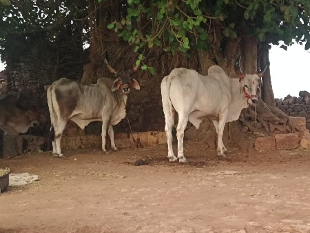પુરા દાતે છે