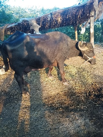 ભેસ