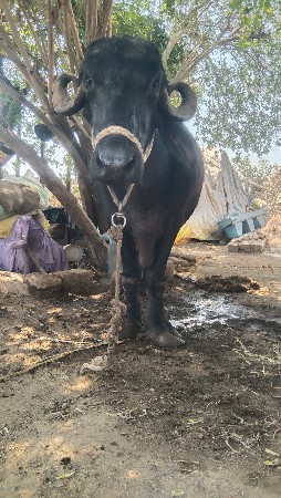 ભેંસ વેચવાની છે