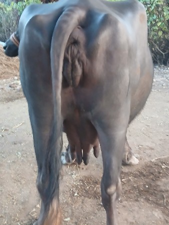 ભેસ