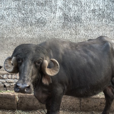 ખડેલી વેચવાની છે