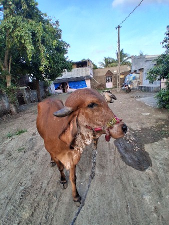 ઓરિજિનલ ગીર હોડકી નીરણ અભાવે
