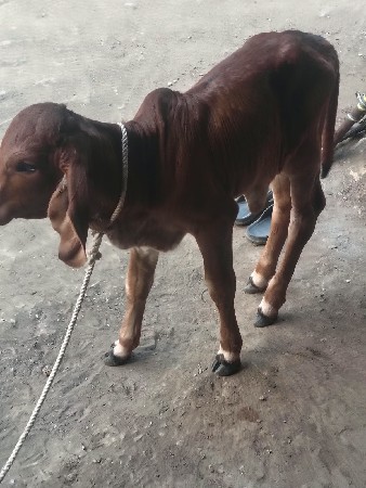 ગાય વેચવાની છે
