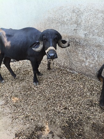 ઘડેલી વેચવાની સે