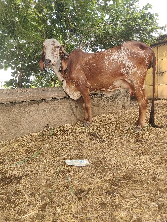 ગીર કાબરી ગાય વિયાણ