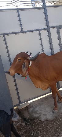 આ હોડકી વેચવાની છે