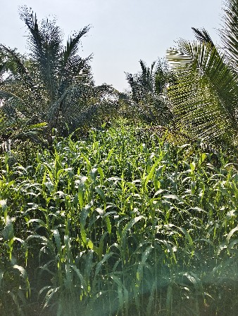 જુવાર નો સારો, વેચવાનો છે