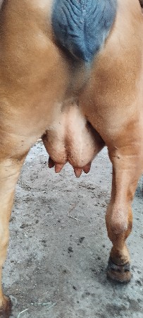 દેશી ક્રોસ ગાય વેચવાની