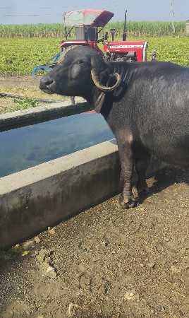 ભેંસ વેચવાની છે