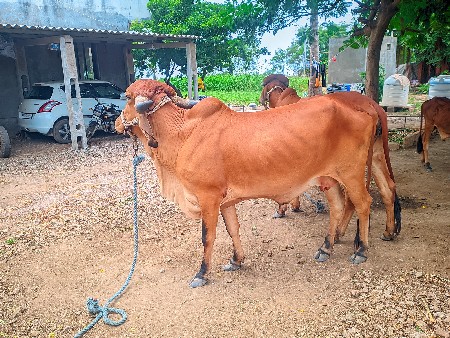 ગાય વેચવાની છે