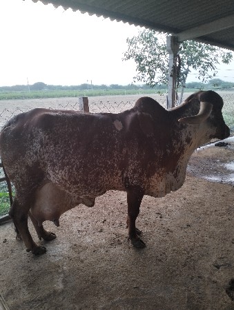 ગાય વેચવાની છે