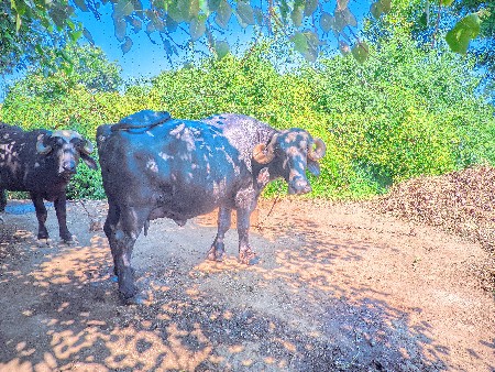 ભેંસ વેસવાની છે.