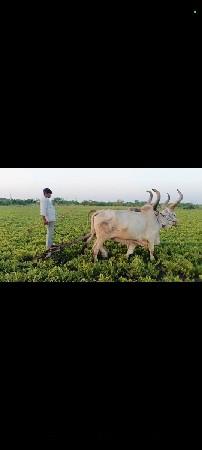 પાંચમી ધરના છે