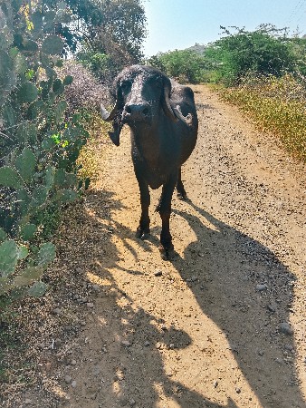 આ ખડેલી વેચવાની છે