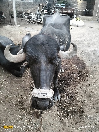 આ ખડેલું વેચવાનું છે રૂપિયા 40,000