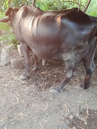 આ.ભેસ.વેચવાની.છે