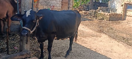 ગાય વેચવાની છે