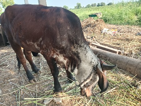 આ બે વાચરડીઓ વેચવાની