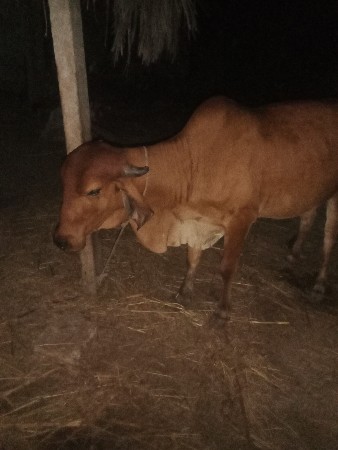 ગીર ગાય વેચવાની છે