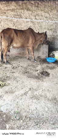 દેશી ગાય વેચવા ની છે