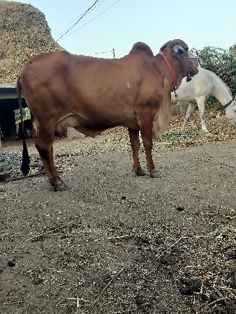 ગિર ગાય દેવાનિછે