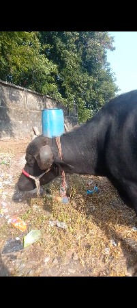 ભેંસ વેચવાની છે